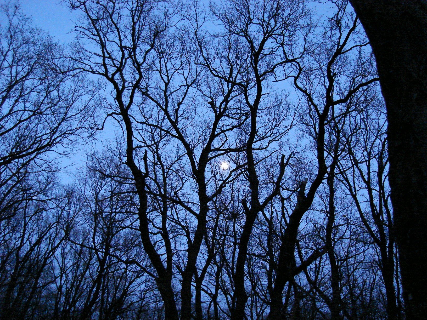 moon tree