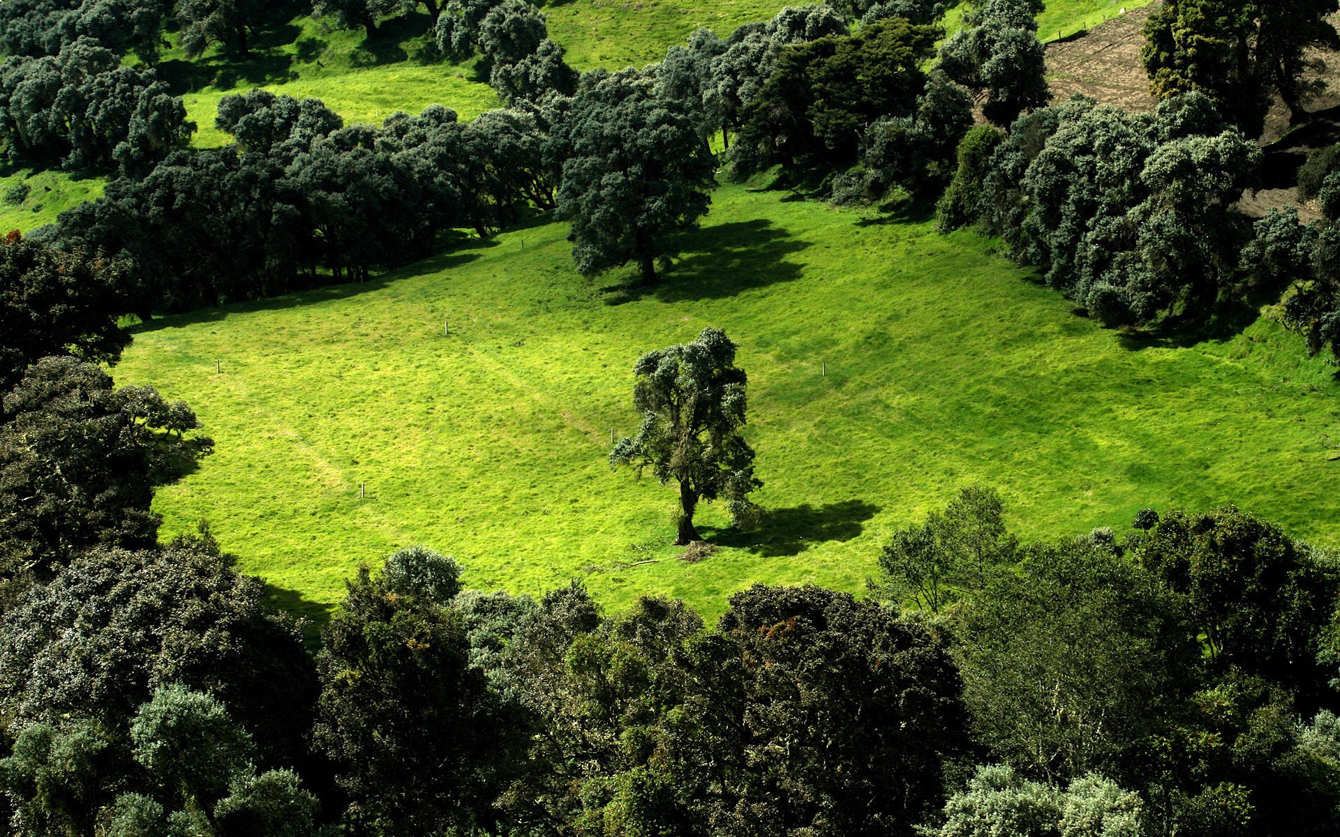 the field tree green