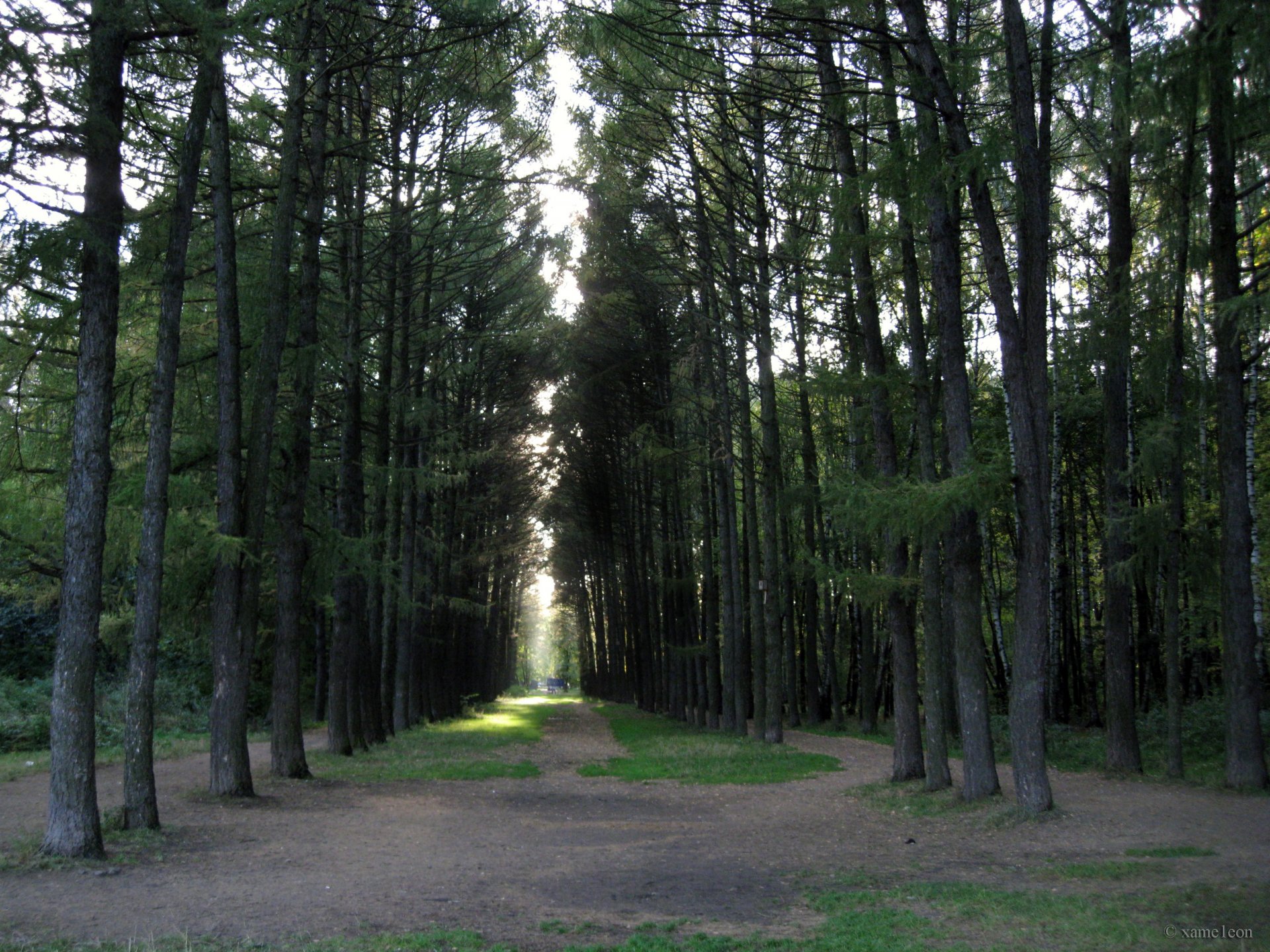 alberi pini erba luce scorci foresta