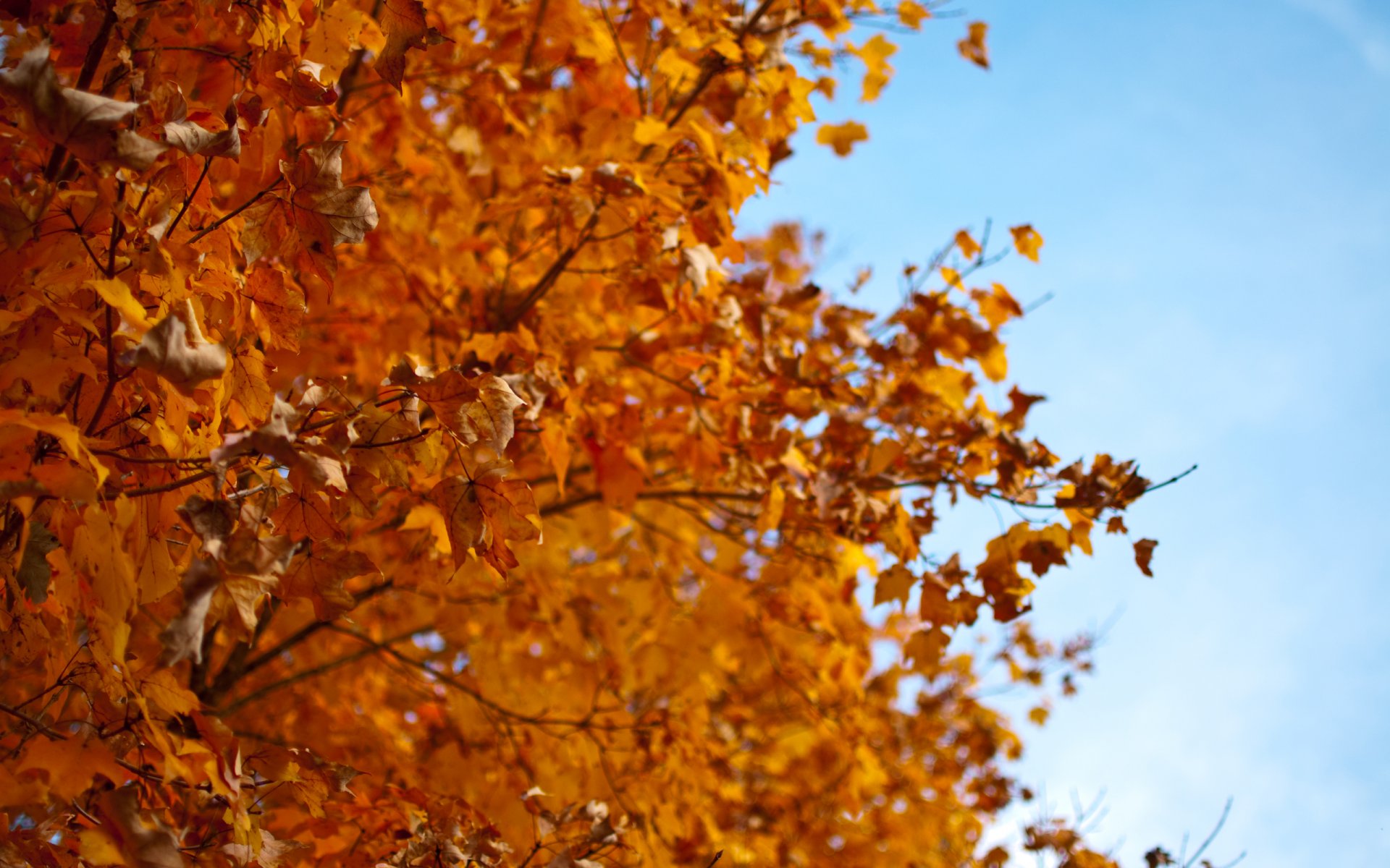 autunno albero foglie rosso