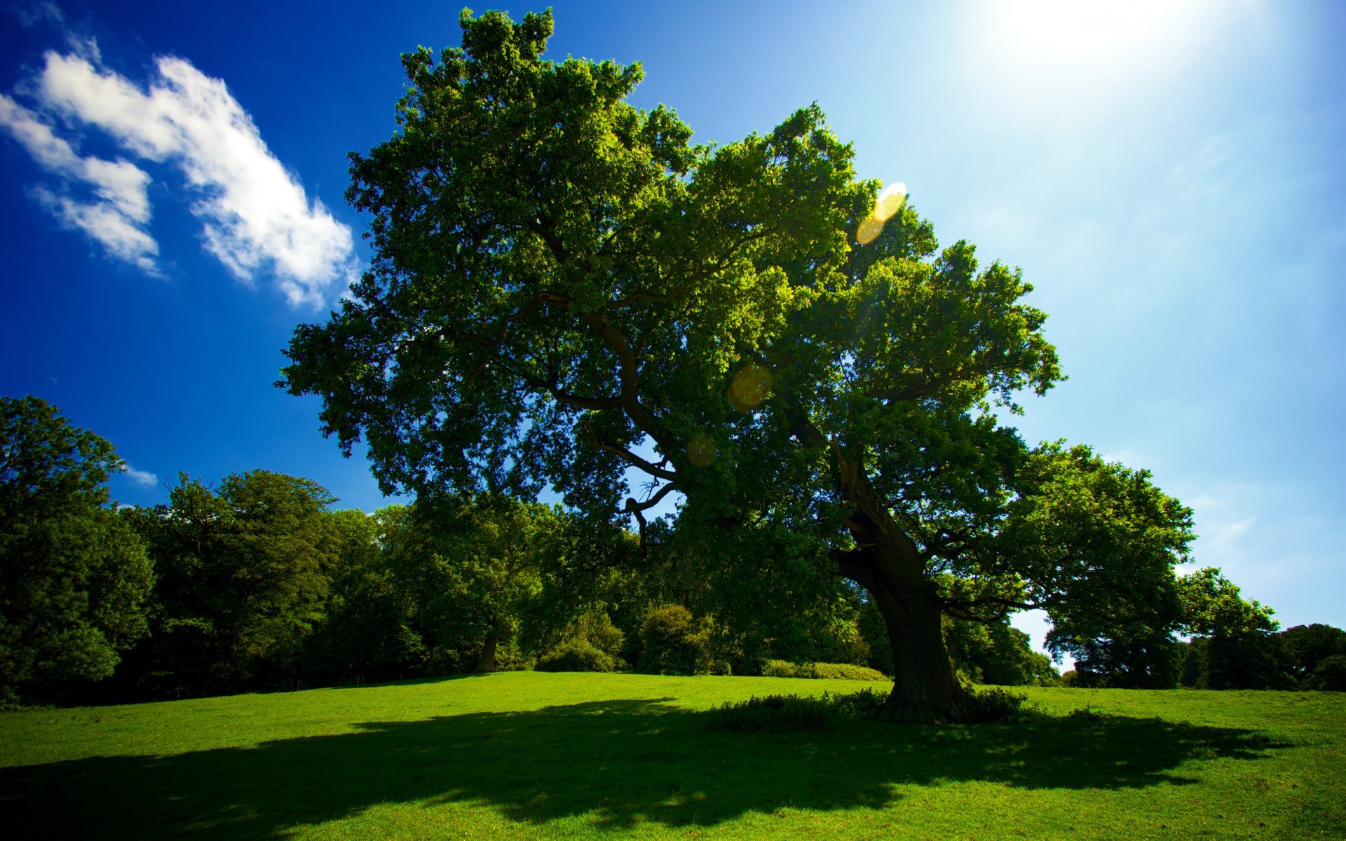 baum gras sommer sonne