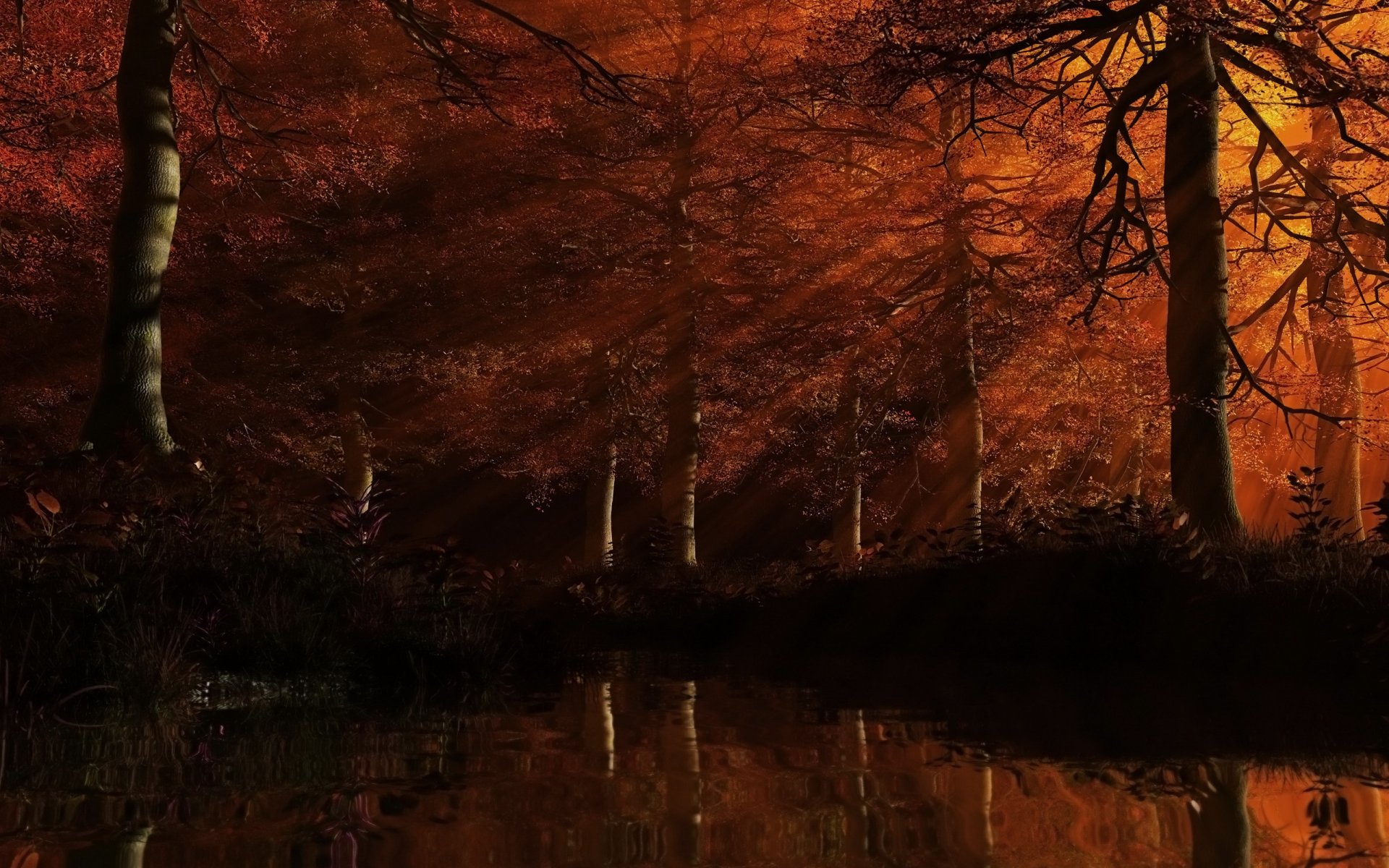 forest tree leaves red water ray