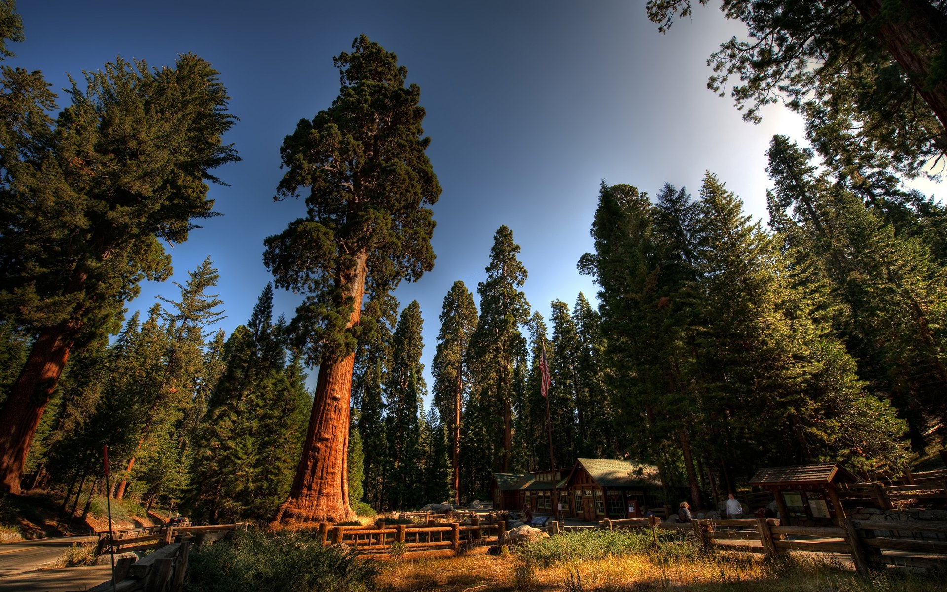 foresta alberi casa cielo