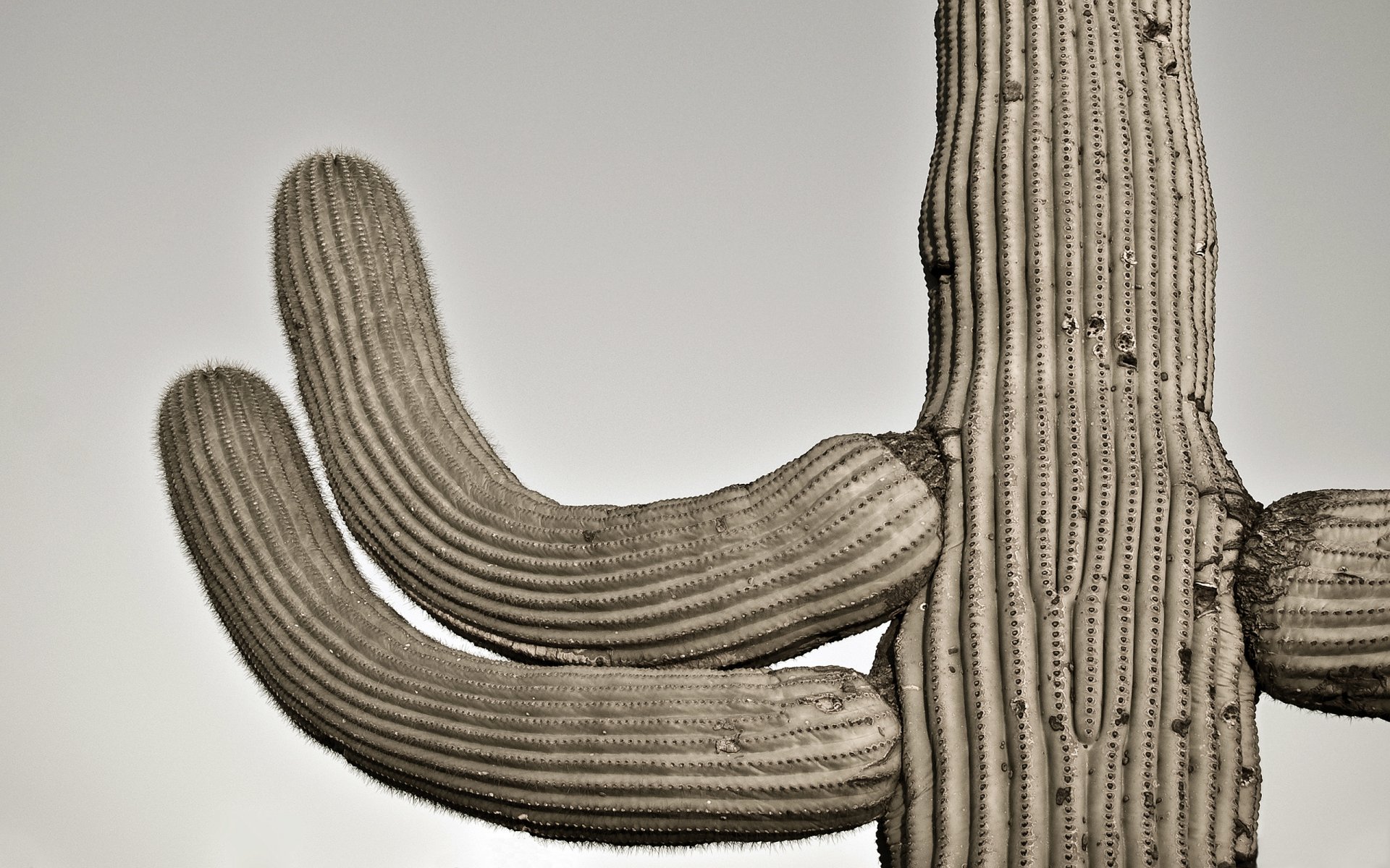 gatespasssaguaro cactus ciel