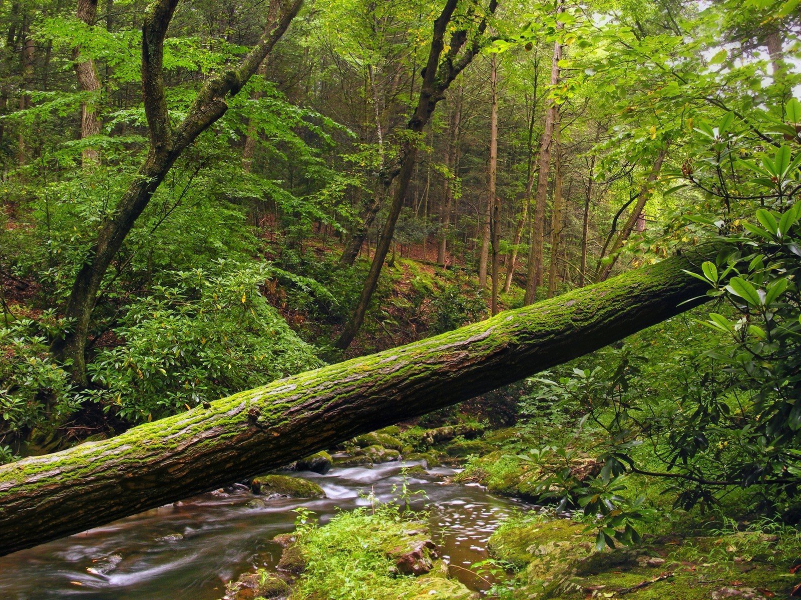 tree forest foliage water