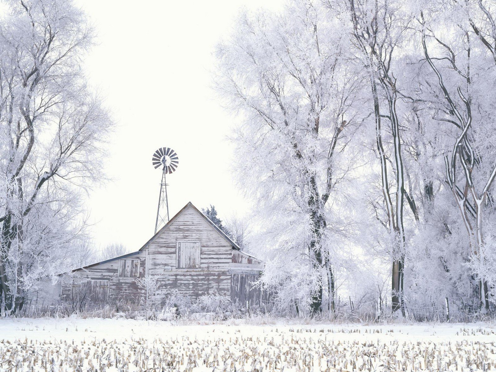 inverno neve alberi fienile