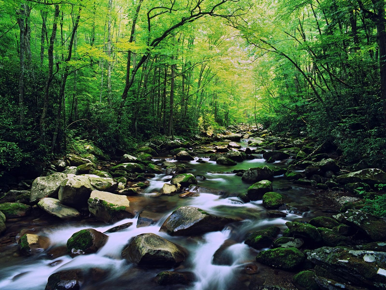 rivière forêt pierres