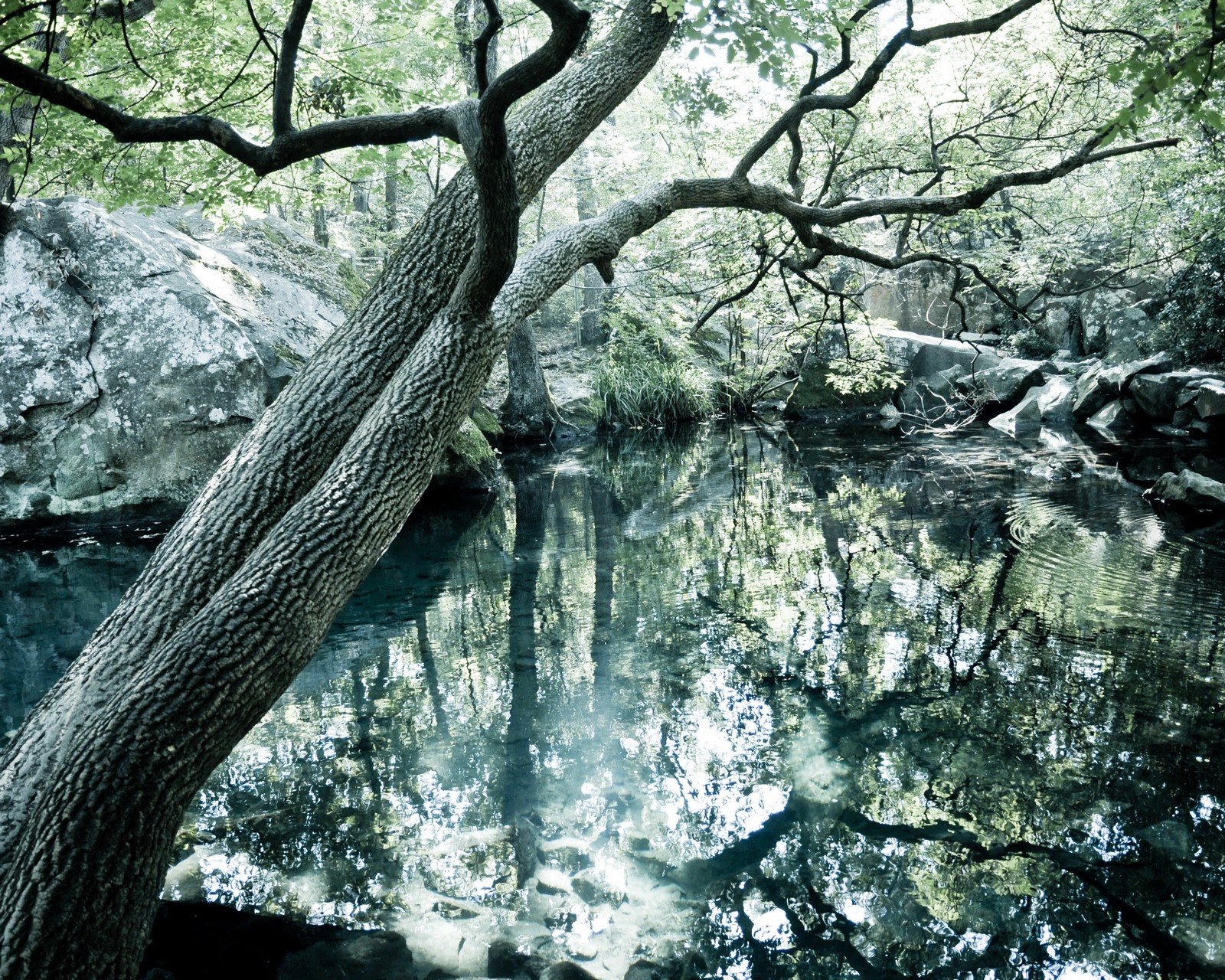 árboles bosque crimea lago