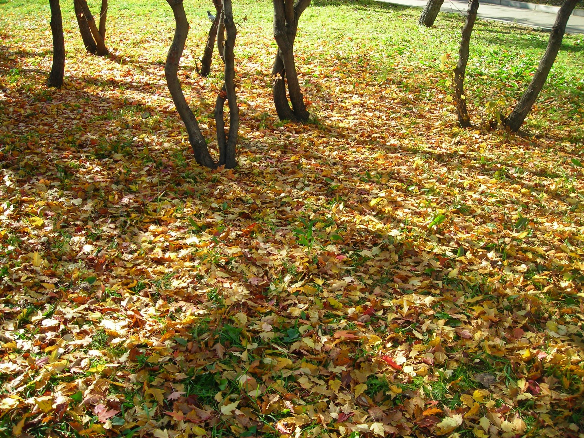 otoño hojas