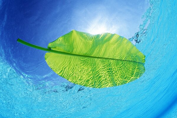 A green leaf floats in the water