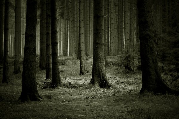 Dämmerung im Wald unter nackten Bäumen