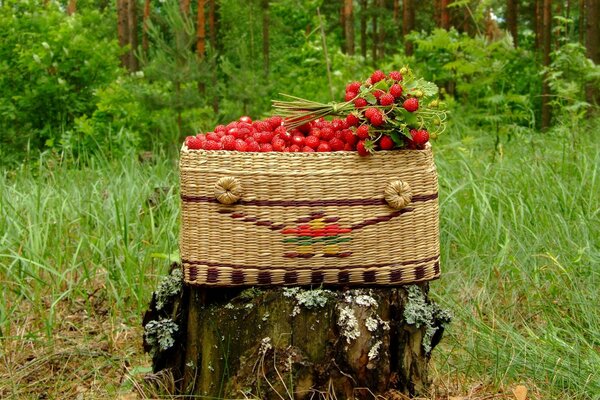 Cipolle di fragole sulla canapa