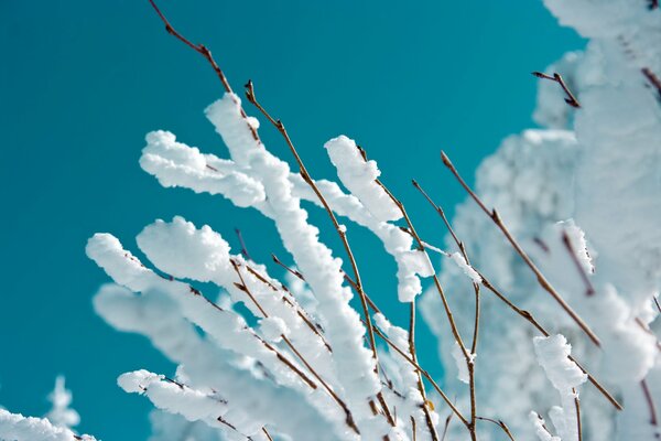 Escarcha en las ramas contra el cielo azul