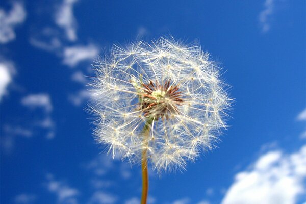 Diente de León esponjoso contra el cielo con nubes