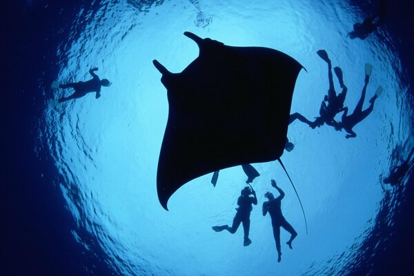 Stingray a vu des plongeurs dans l eau