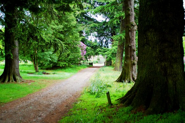 The road among the trees