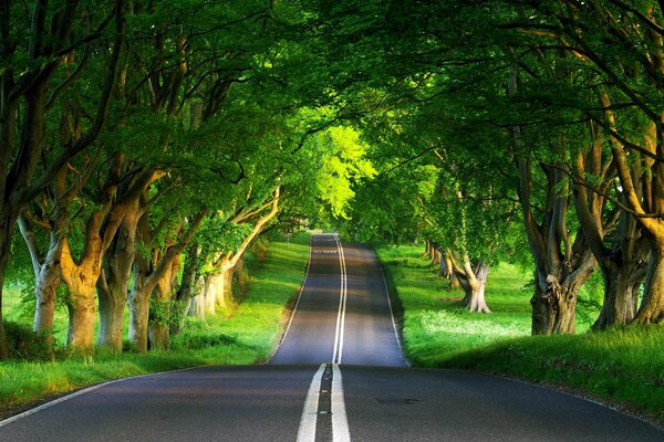 Strada asfaltata nella foresta verde