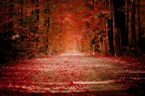 Orange path in the autumn forest