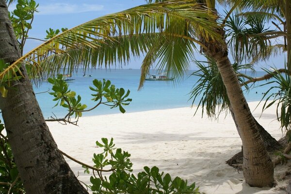 Palm leaf opening the passage to the beach