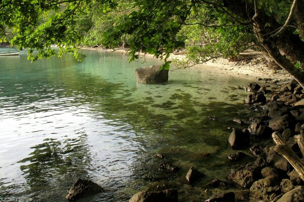 Water sharpens stones under green foliage