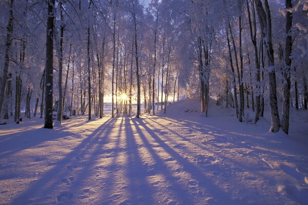 Winter forest with frost and sun rays