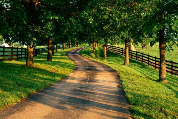 Rural road among the trees