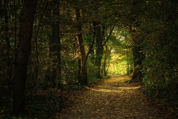 Sentier merveilleux dans les profondeurs de la forêt