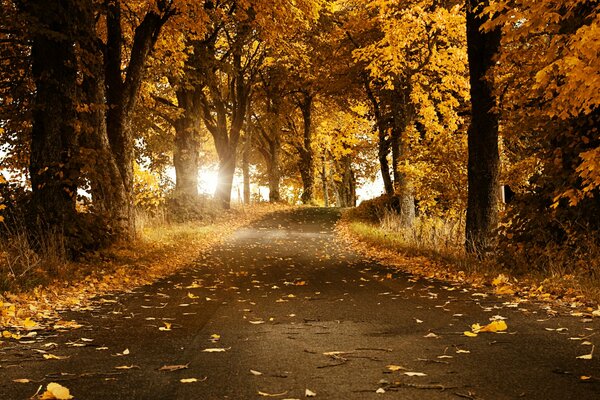 Swiss autumn road in leaves