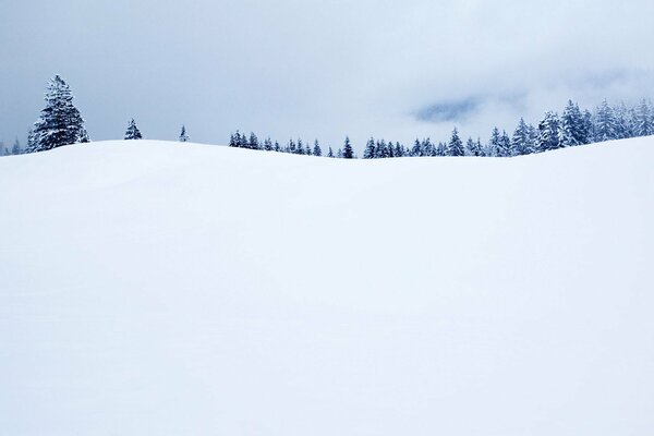 Winterlandschaft Fichte am Horizont im Schnee