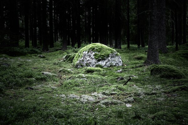 Ein riesiger Stein im Wald, der mit grünem Moos bewachsen ist