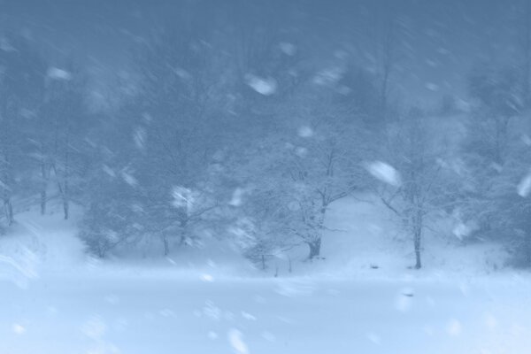 Una tormenta de nieve a través de la cual se pueden ver los árboles cubiertos de nieve