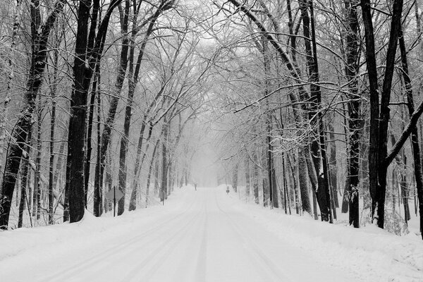 Eine von Schnee bewachsene Parkallee mit düsteren schwarzen Bäumen