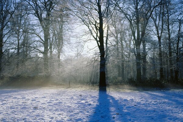 Das Sonnenlicht strömt an einem winterlichen, frostigen Morgen durch nackte Bäume