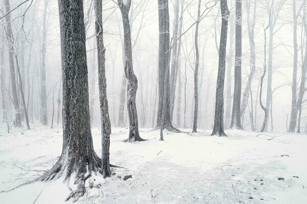 Snow trunks of the forest