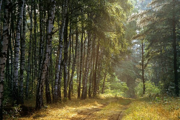 Forest path along a row of slender birches