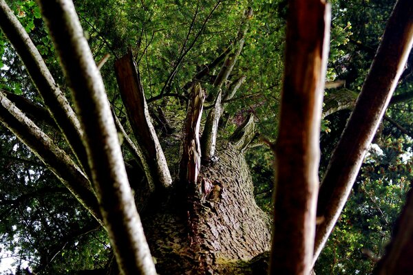 Images d arbres avec un tronc épais et une écorce