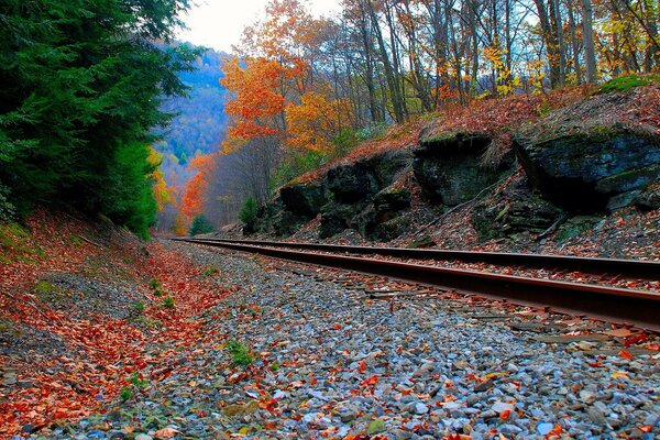 Chemin de fer feuilles automne