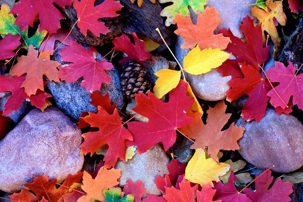 Feuilles d érable multicolores sur les pierres