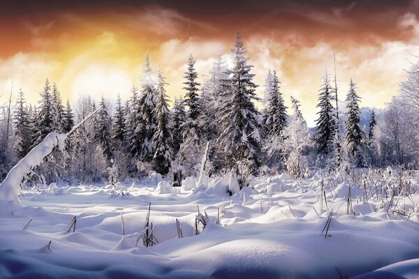 Winter forest and snowy cold