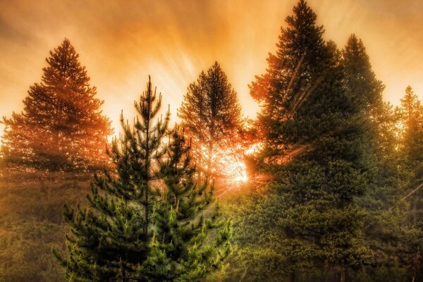 Rayons de lumière dans les sapins verts