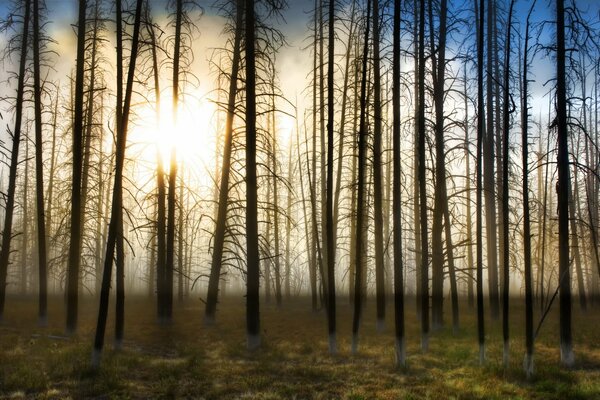 Nackte Bäume im Nebel und in der Sonne