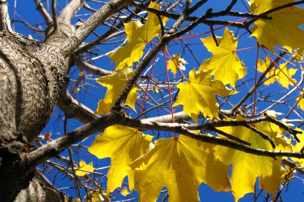 Restos de hojas amarillas en un árbol desnudo