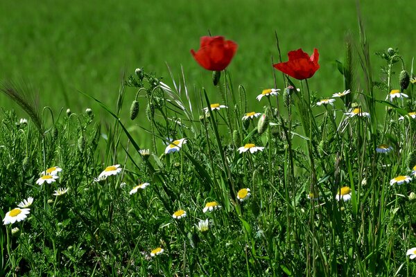 Blooming meadow with poppies and daisies