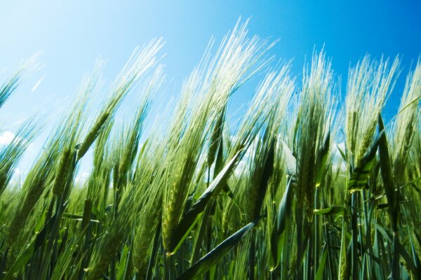 Espigas verdes contra el cielo azul