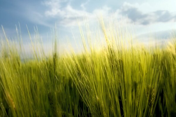 Young spikelets in the grass against the sky