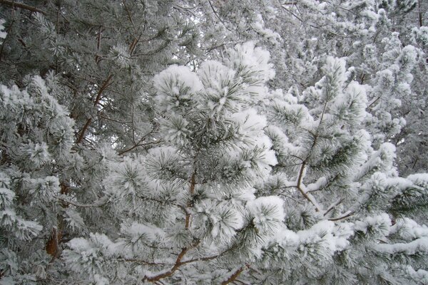 The beauty of nature in the winter forest