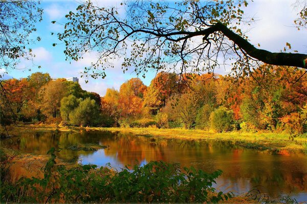 Autunno dorato, fiume della foresta