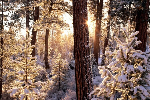 Abetos nevados en el bosque de invierno