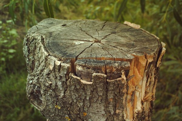 A stump remained from the felled tree