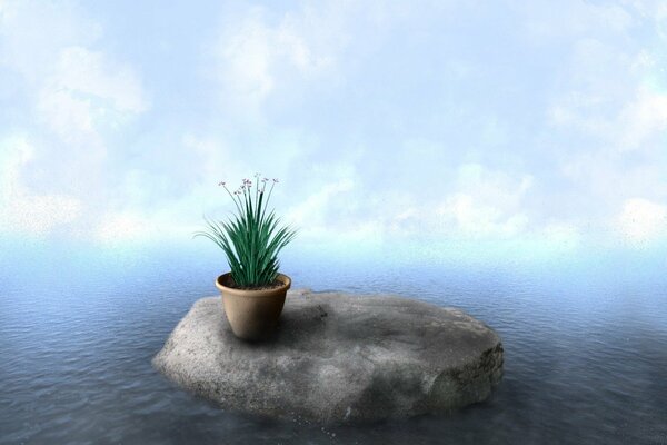 A stone among the river with a pot with a plant